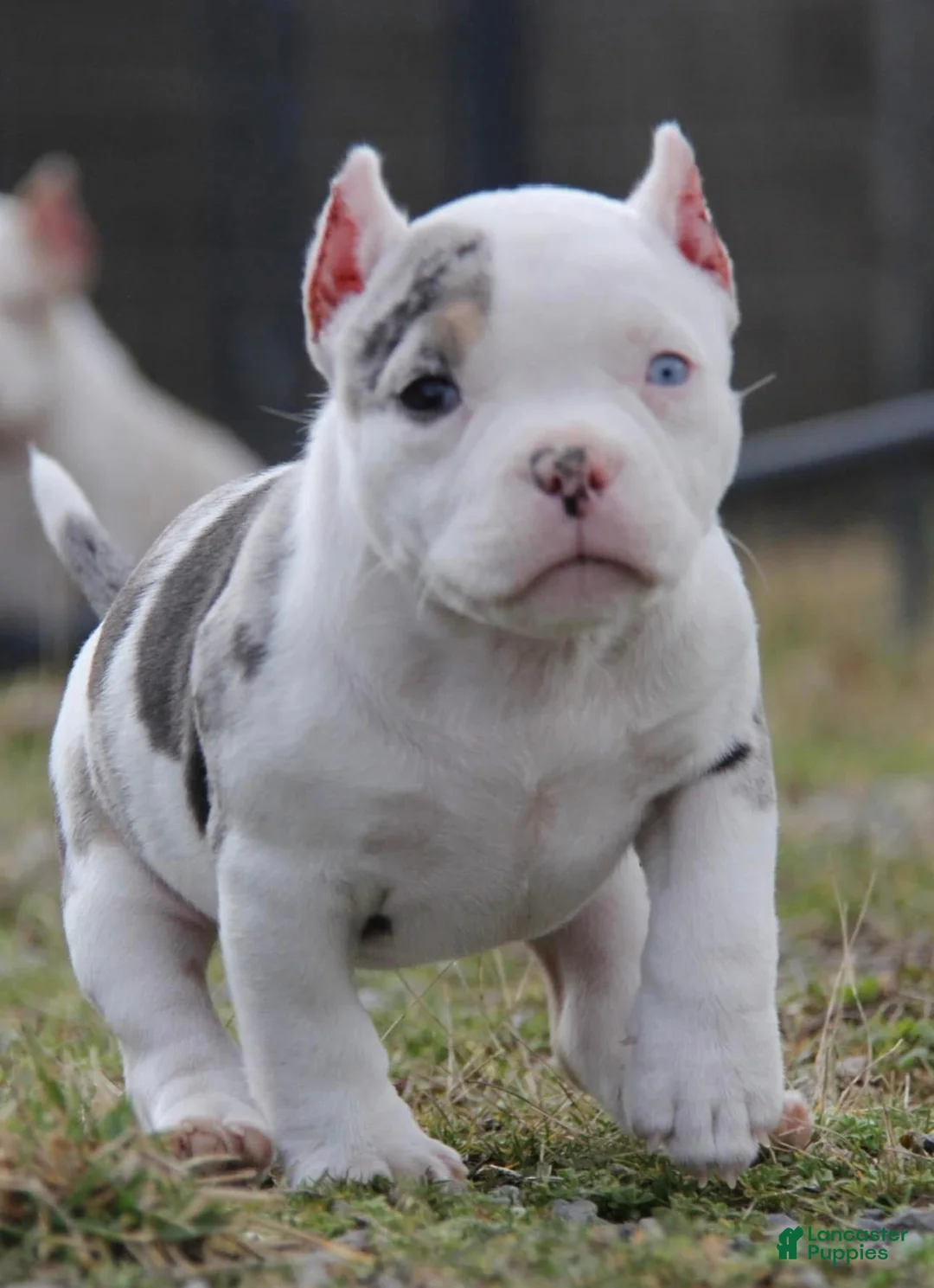 American Bully dogs for sale: Maybe - Ad 2