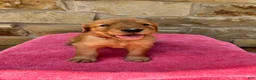 Golden Retriever dogs for sale: Golden Retriever 5 - Ad 2