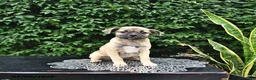Mixed Breed dogs for sale: Casper - Ad 4