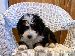 Mini Bernedoodle dogs Storm - Ad 4