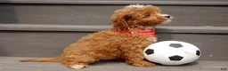 Cavapoo dogs for sale: Bud - Ad 5