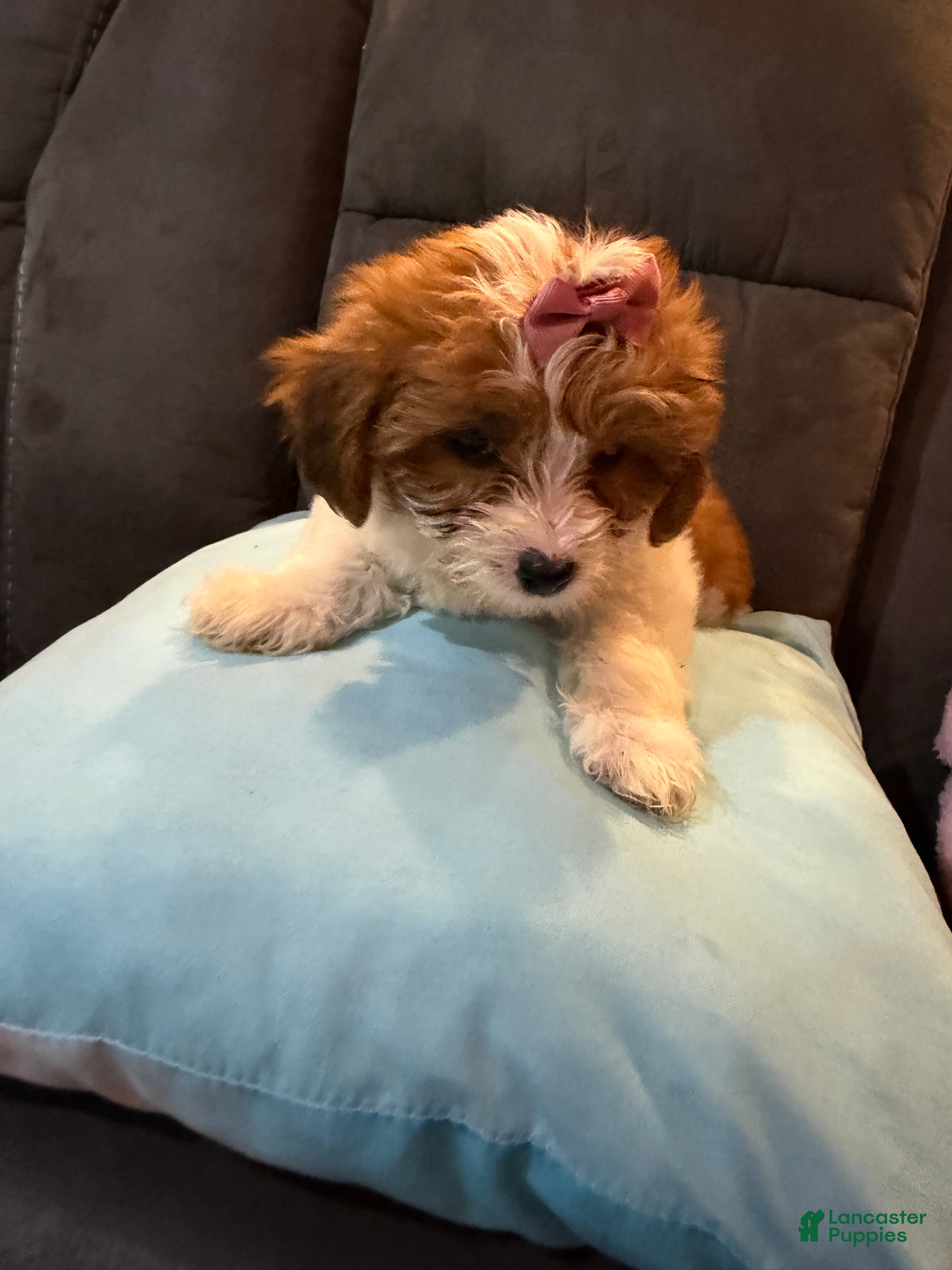 Mixed Breed dogs Lulu - Ad 2