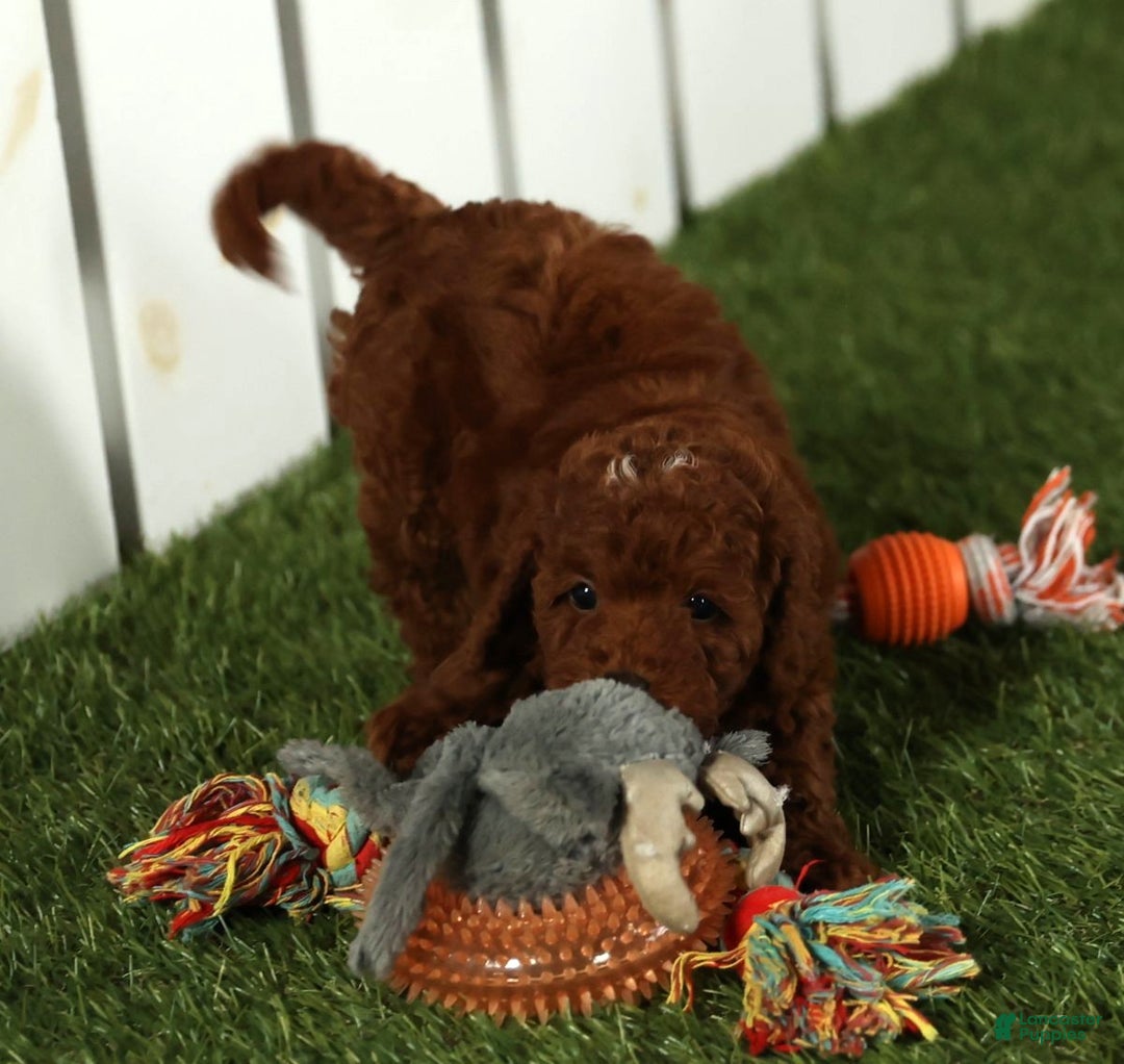 Miniature Poodle dogs for sale: Sasha - Ad 8