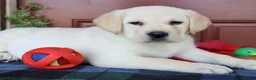 Labrador Retriever dogs for sale: Diesel -Ch lines - Special price - Ad 2