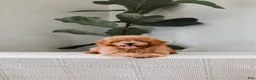 Miniature Poodle dogs for sale: Kersen - Ad 3