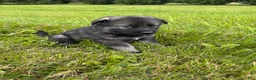 German Shepherd dogs for sale: Darker Sable Boy - Ad 2