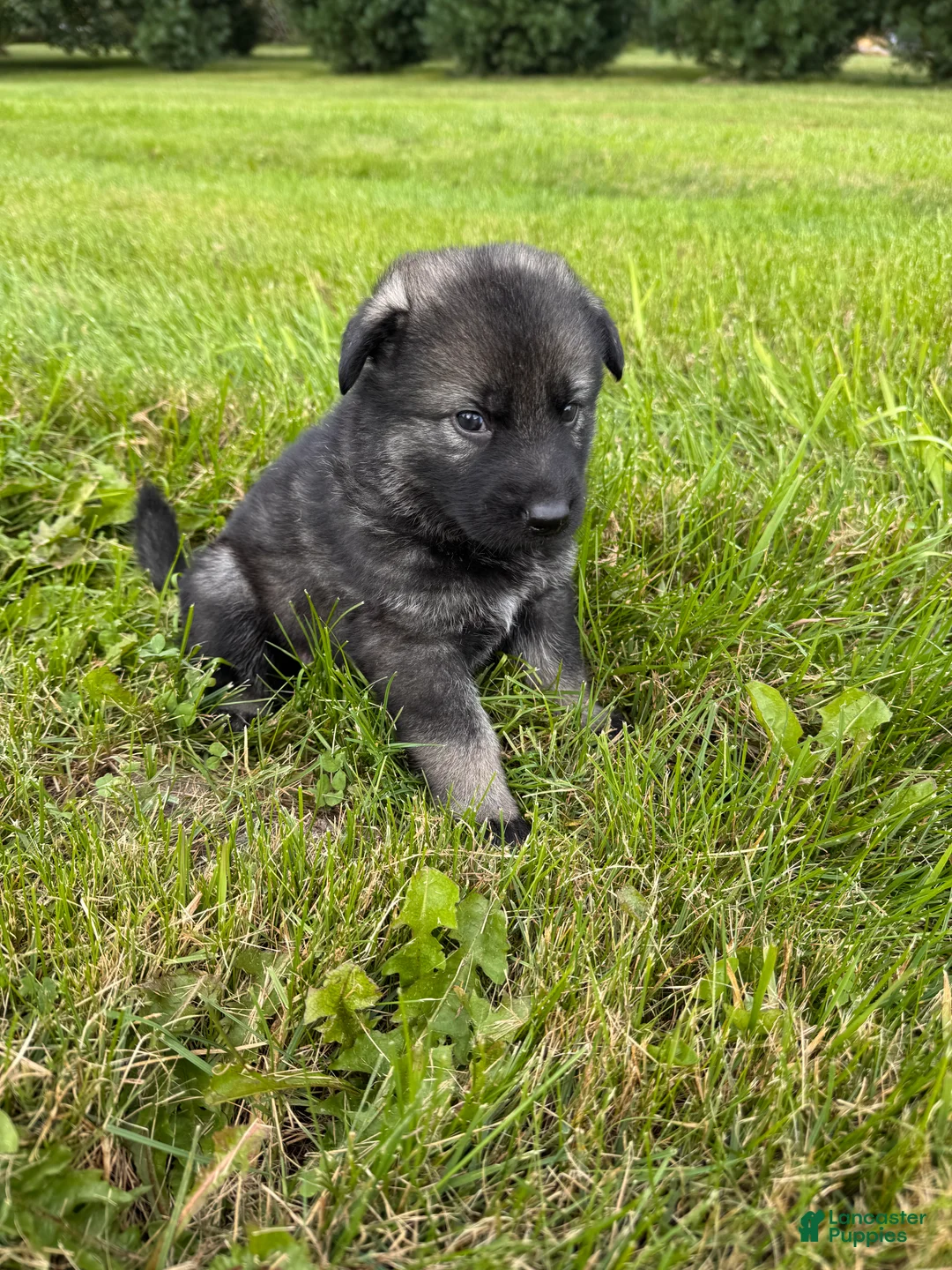 German Shepherd dogs for sale: Darker Sable Boy - Ad 2