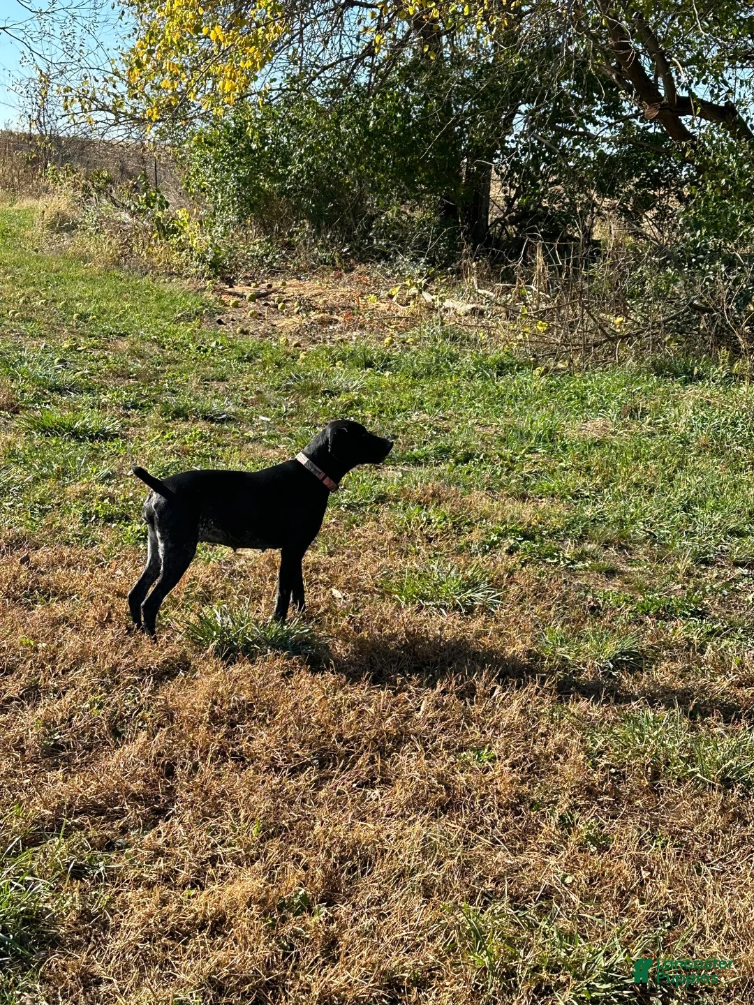 German Shorthaired Pointer dogs for sale: German Shorthaired Pointer 2 - Ad 2