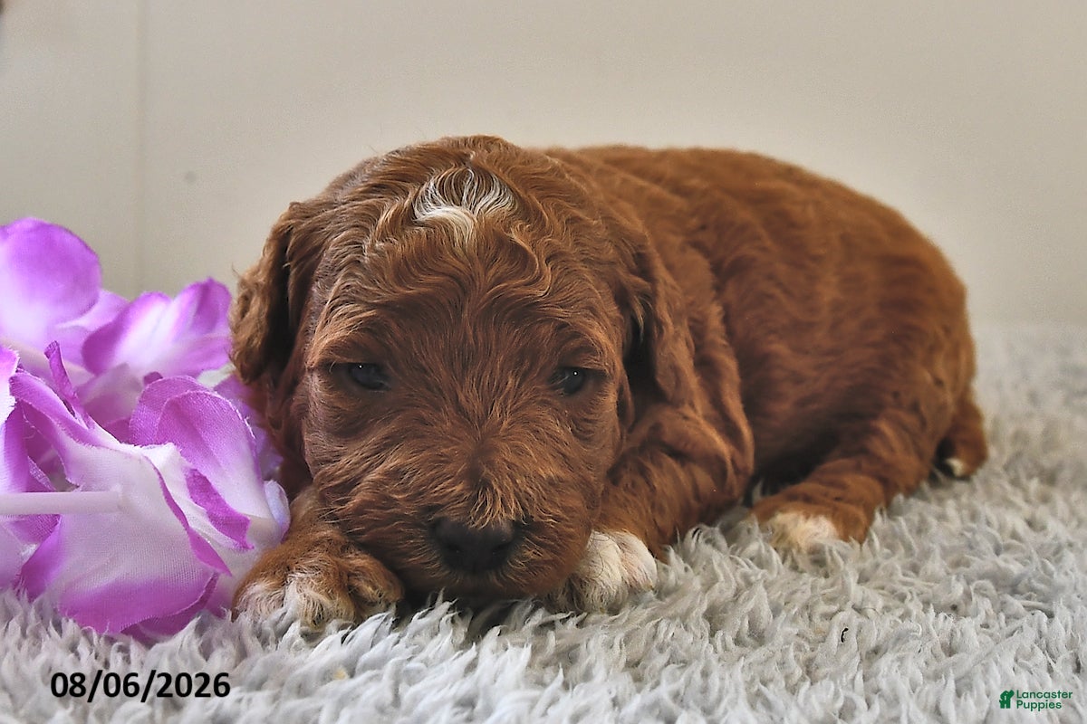 Mini Goldendoodle dogs Ruby - Ad 1