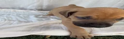 South African Boerboels dogs for sale: South African Boerboels Puppy 1 - Ad 3