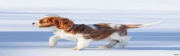 Cavalier King Charles Spaniel dogs for sale: Liam - Ad 19