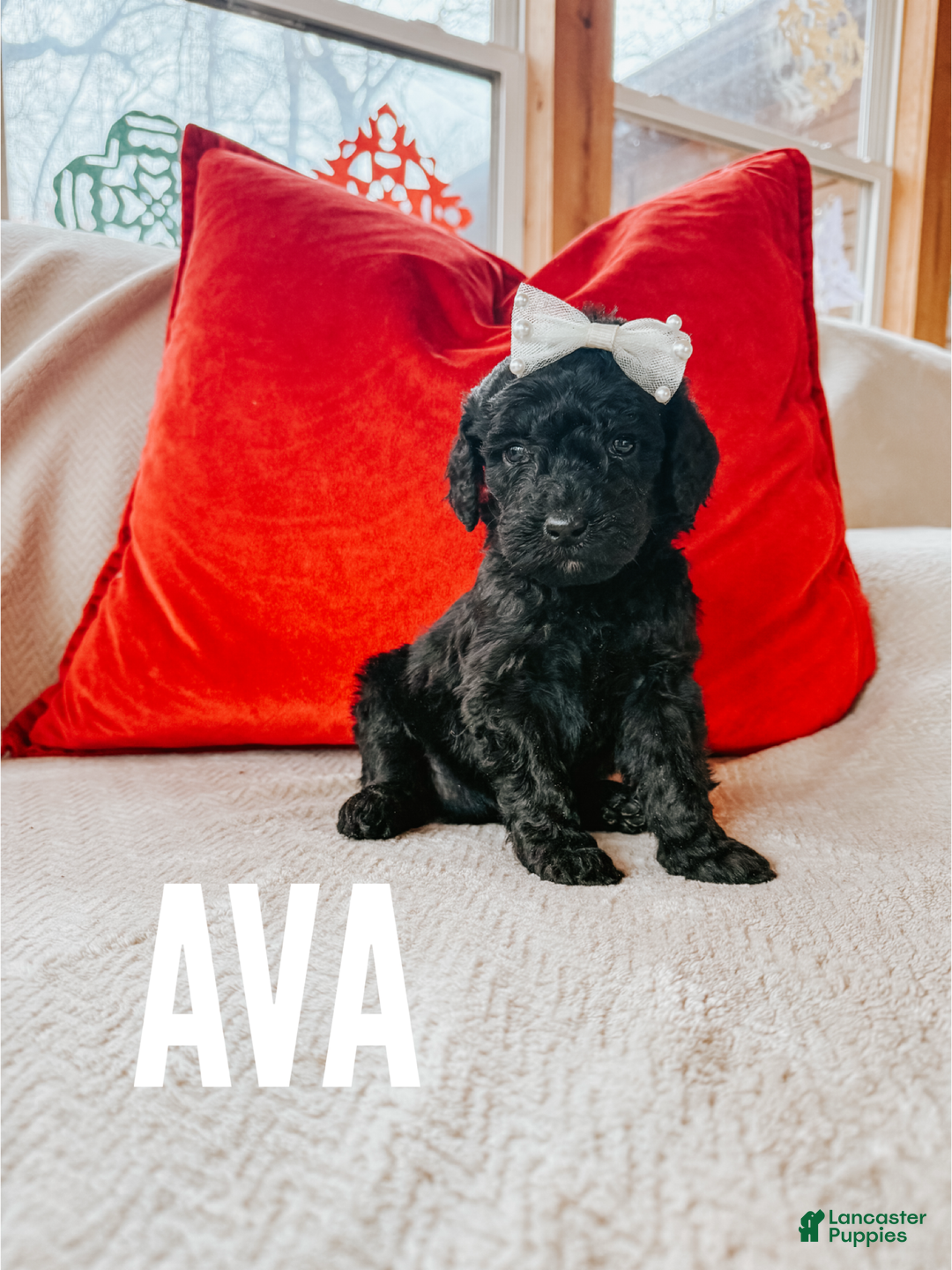 Goldendoodle dogs for sale: Ava - Ad 2