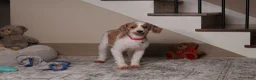Miniature Poodle dogs for sale: Vanna - Ad 4