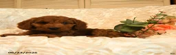Mini Goldendoodle dogs for sale: Georgia - Ad 3