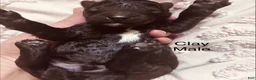 Standard Poodle dogs for sale: Standard Poodle 2 - Ad 1