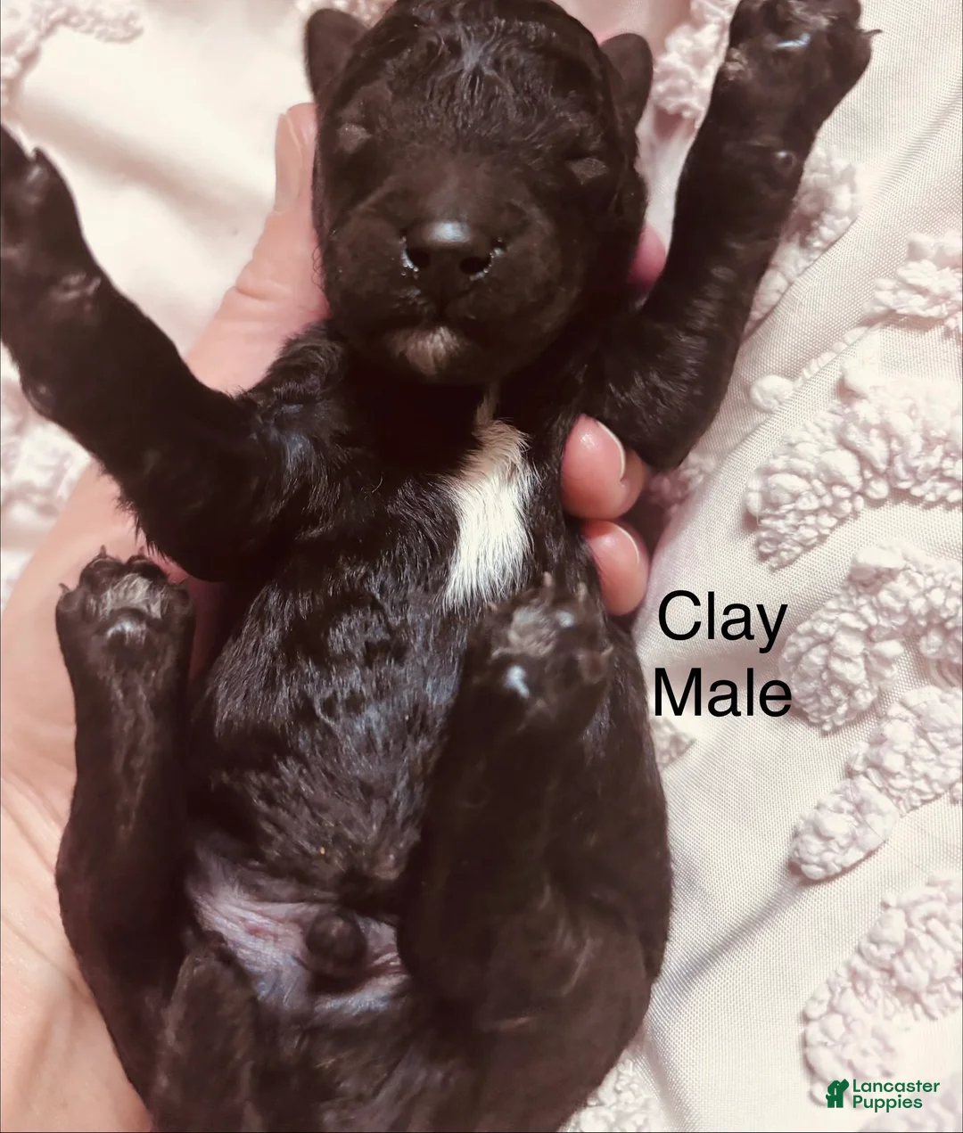 Standard Poodle dogs for sale: Standard Poodle 2 - Ad 1