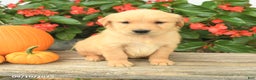 Golden Retriever dogs for sale: Tag - Ad 1