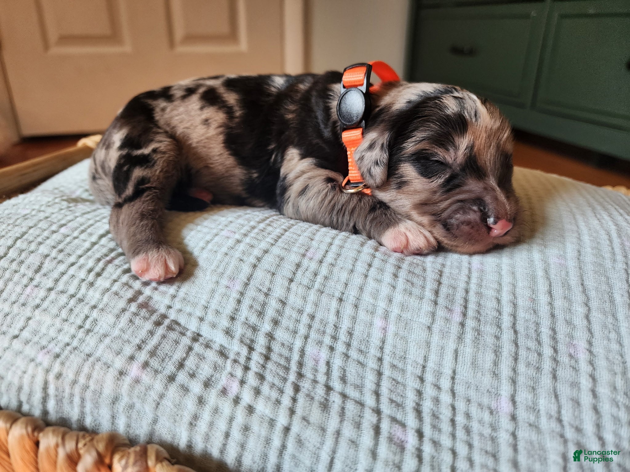 Mixed Breed dogs Cosmo - Ad 18