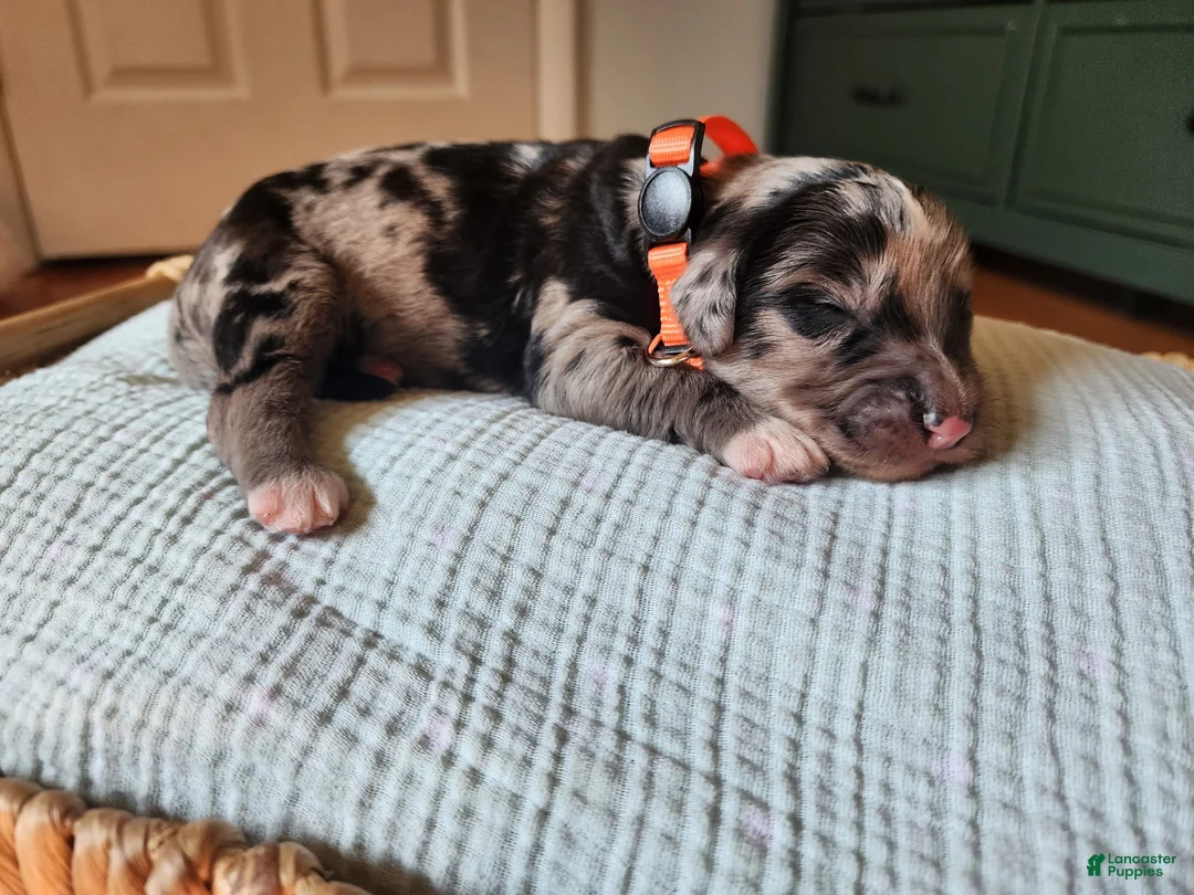 Mixed Breed dogs for sale: Cosmo - Ad 1