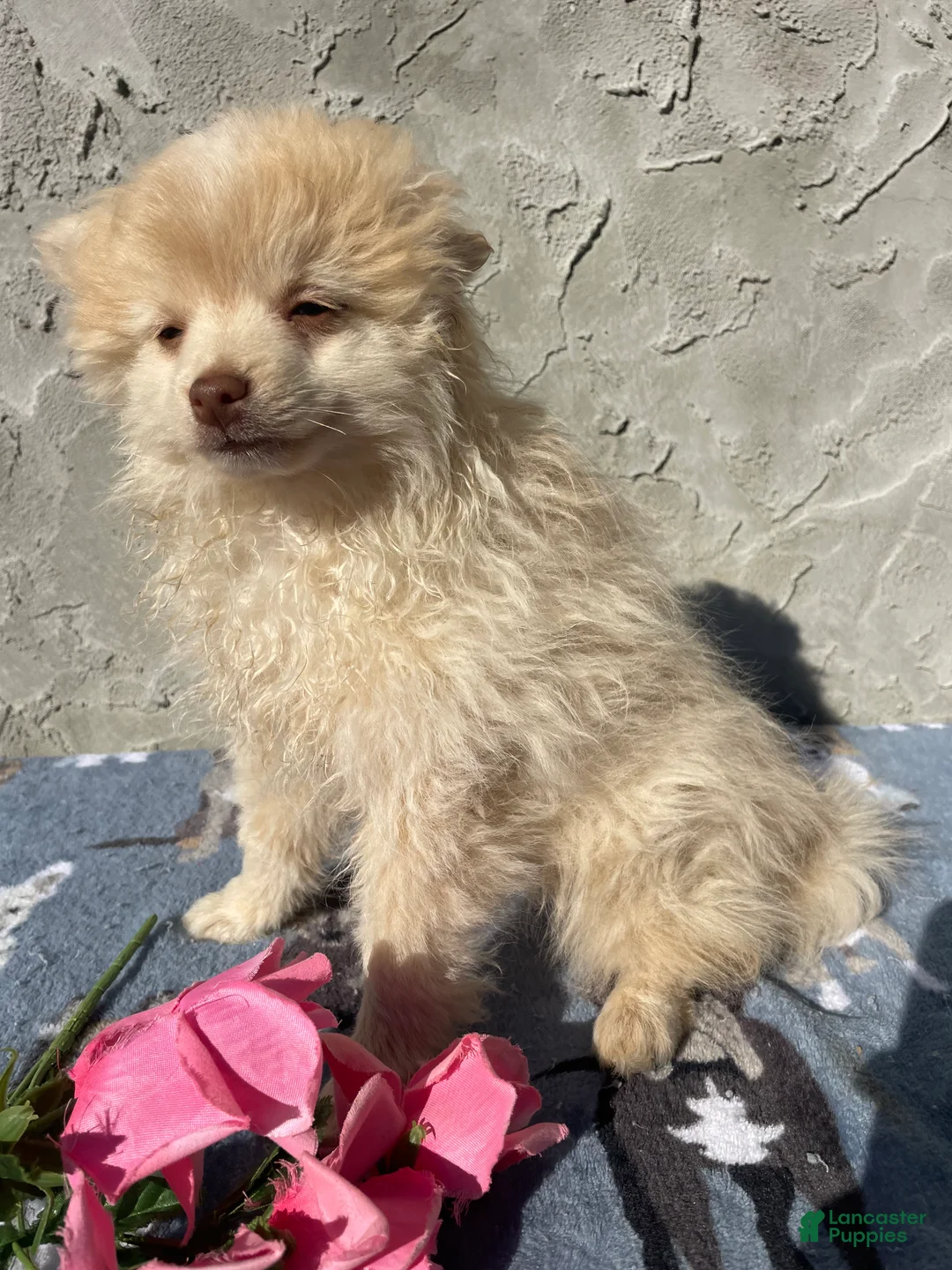 Pomeranian dogs for sale: Willow - Ad 4