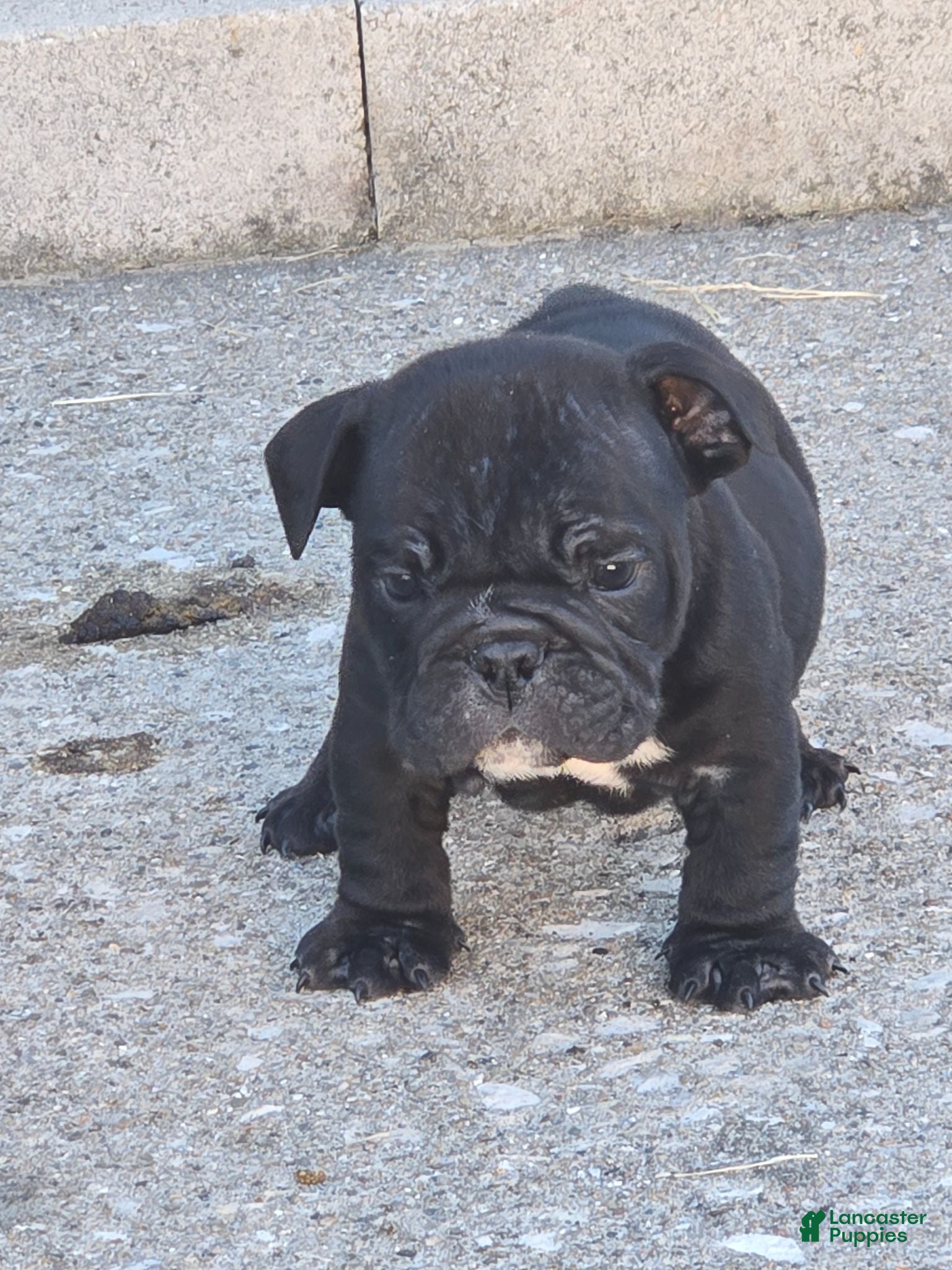 English Bulldog dogs Fred - Ad 1