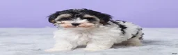 Maltipoo dogs for sale: Hannah - Ad 5