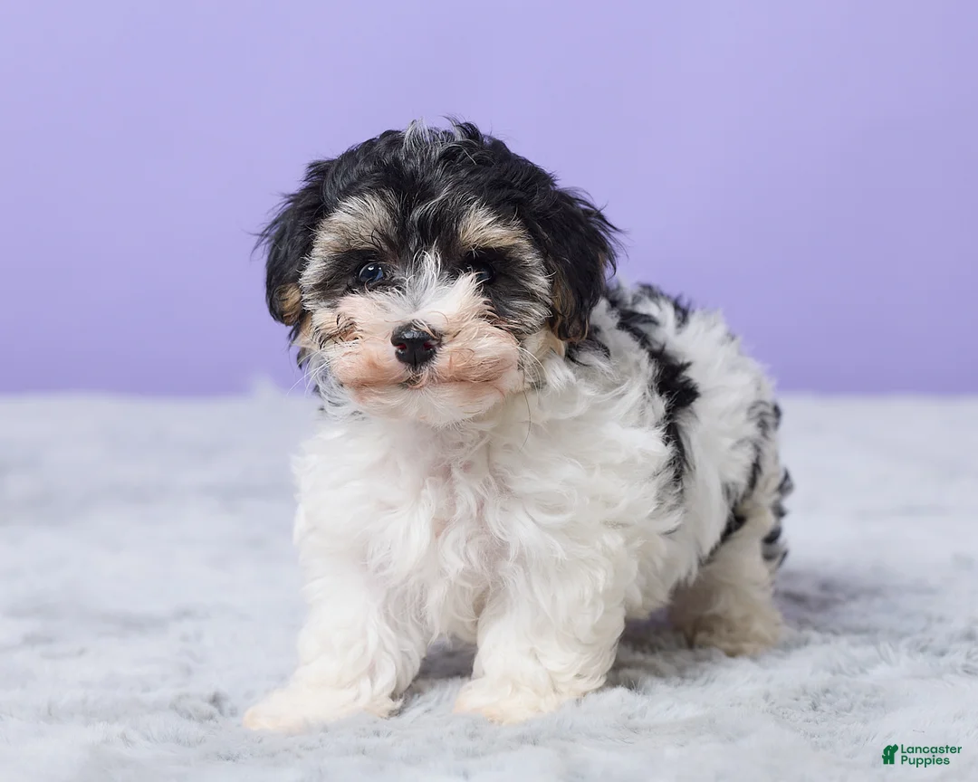 Maltipoo dogs for sale: Hannah - Ad 5