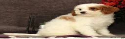 Cavapoo dogs for sale: Annabelle - Ad 4