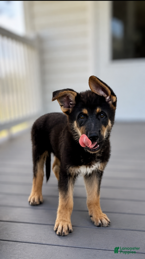 German Shepherd dogs Axel - Ad 1