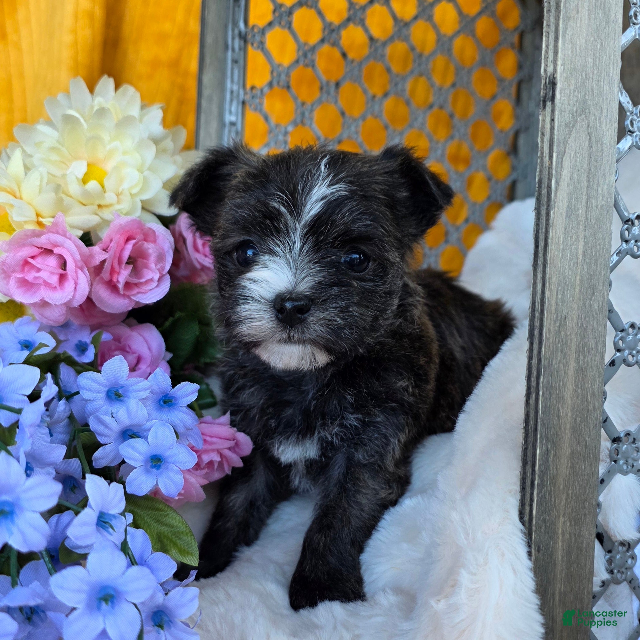 Morkie dogs Stella - Ad 1