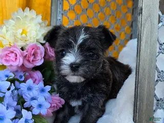 Morkie dogs for sale: Stella - Ad 2