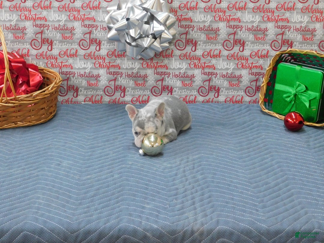 French Bulldog dogs for sale: BEAR - Ad 6