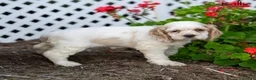Cocker Spaniel dogs for sale: Kallie - Ad 3