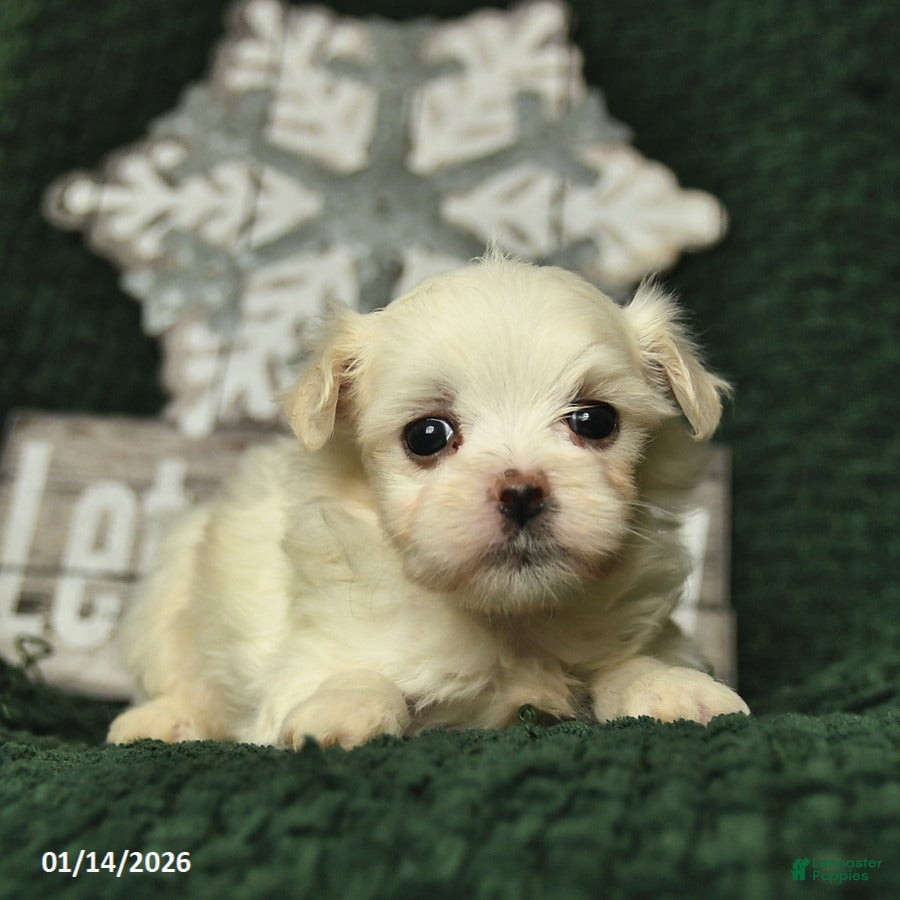 Maltese dogs Callie  - Ad 39