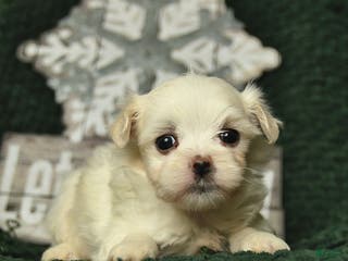 Maltese dogs Callie - Ad 36