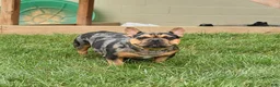 Mixed Breed dogs for sale: Chips - Ad 6