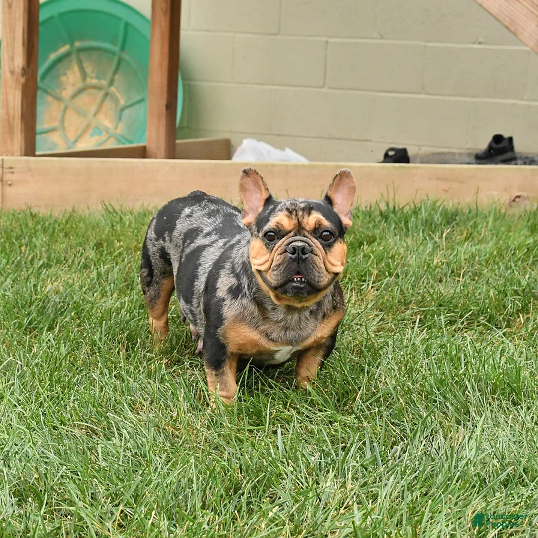 Mixed Breed dogs for sale: Chips - Ad 6