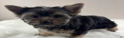 Yorkshire Terrier dogs for sale: AJ - Ad 3