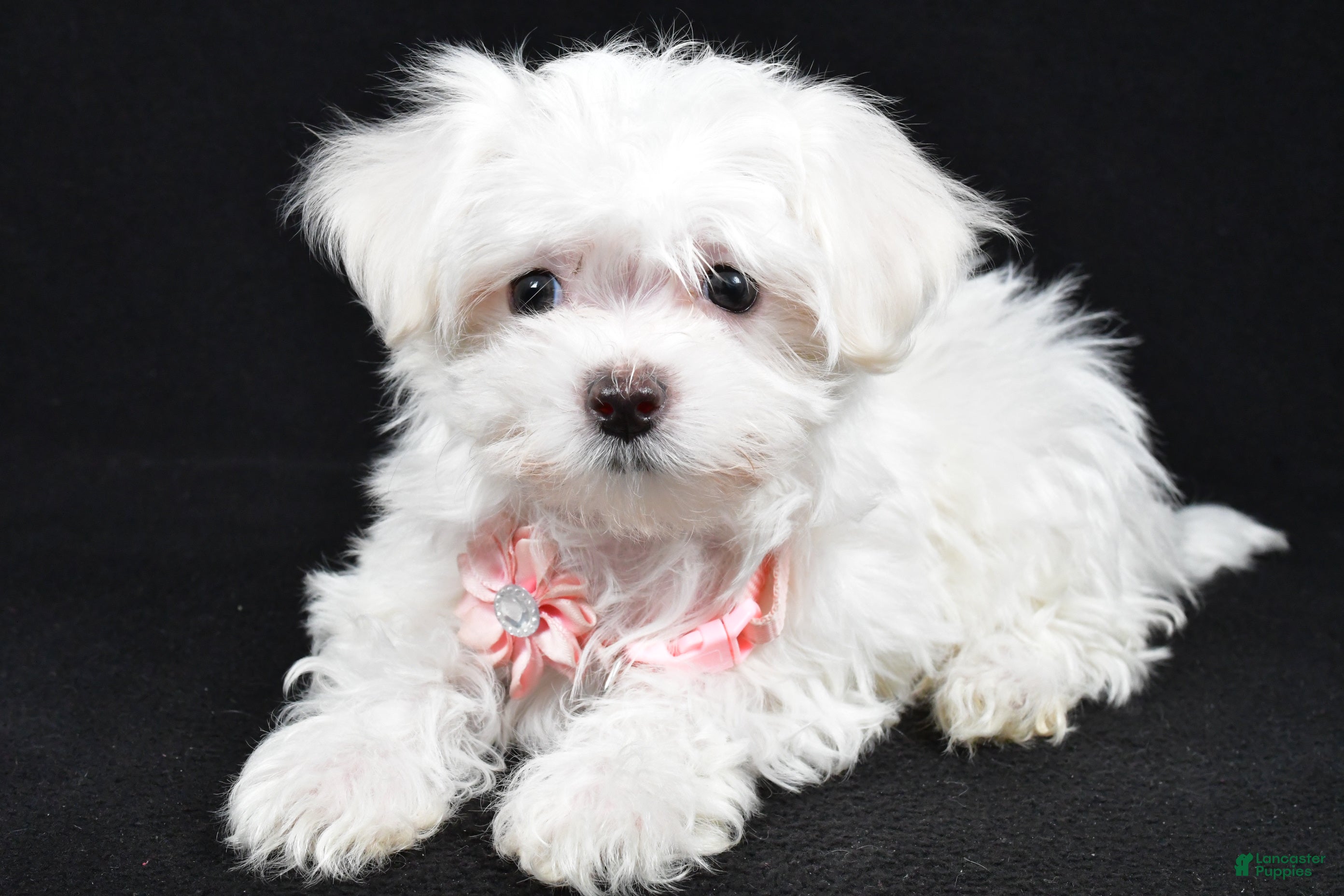 Maltese dogs Lacey - Ad 41