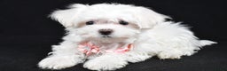 Maltese dogs for sale: Lacey - Ad 1