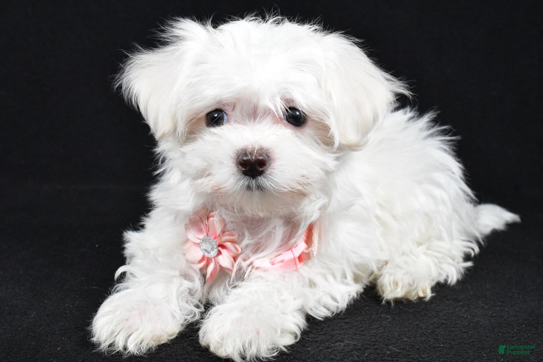 Maltese dogs for sale: Lacey - Ad 1