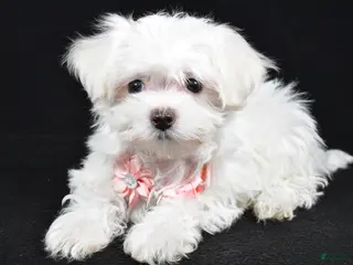 Maltese dogs Lacey - Ad 26
