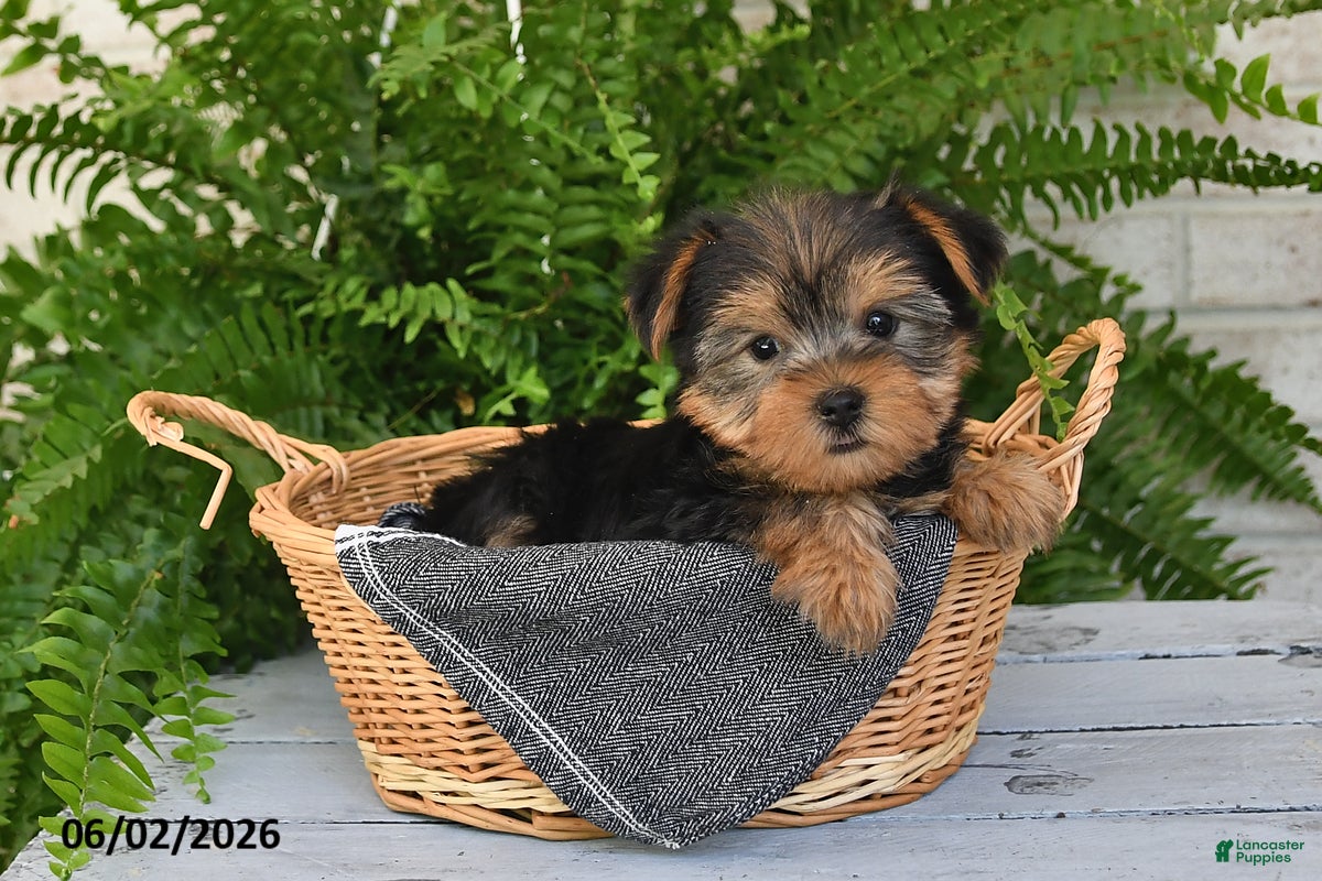 Yorkshire Terrier dogs for sale: Peanut - Ad 1
