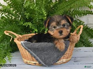 Yorkshire Terrier dogs for sale: Peanut - Ad 1