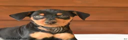 Miniature Pinscher dogs for sale: Carter - Ad 4