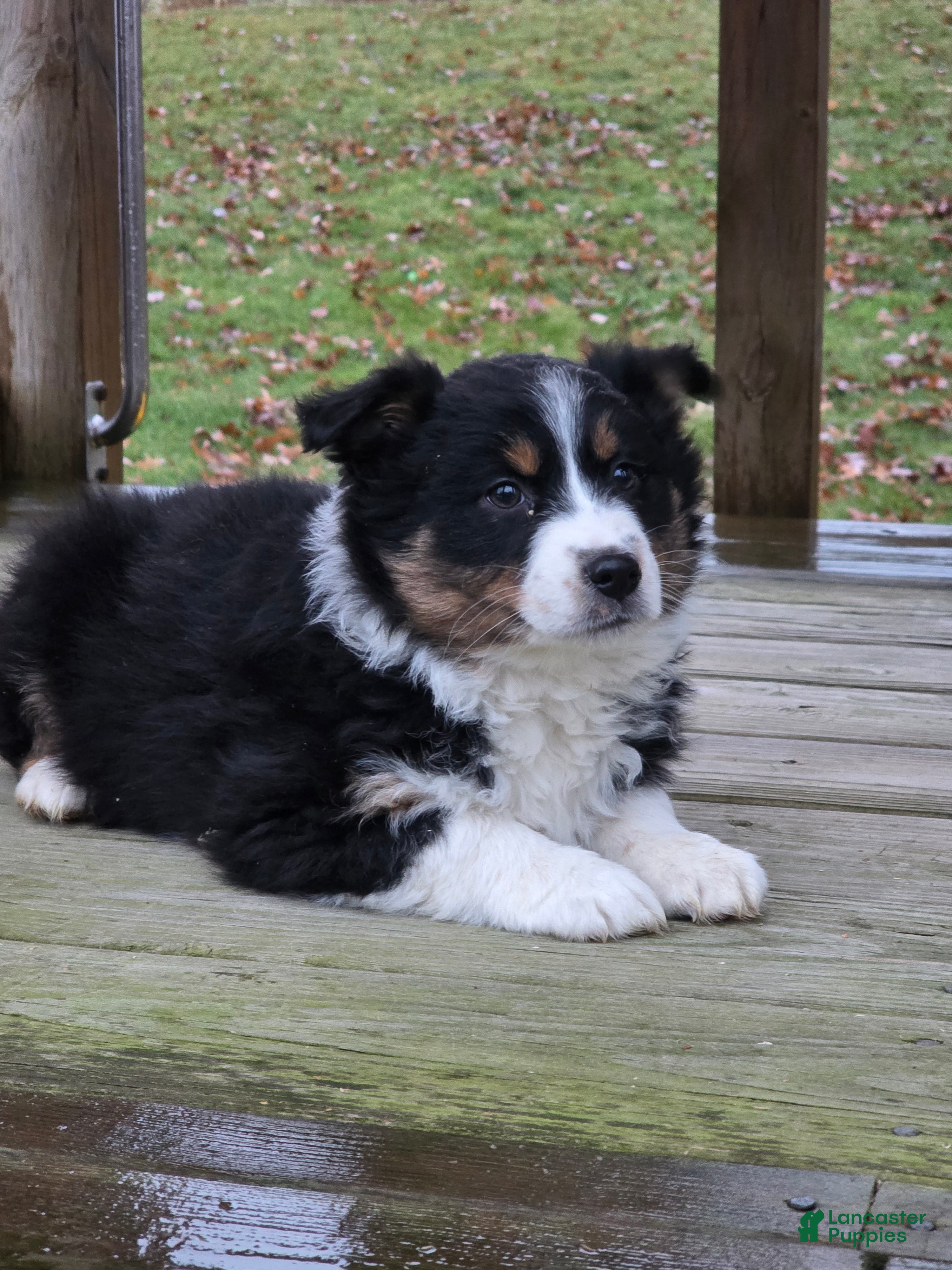 Australian Shepherd dogs Laney - Ad 5