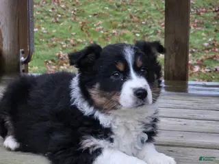 Australian Shepherd dogs Laney - Ad 5