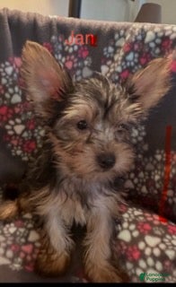 Yorkshire Terrier dogs for sale: Jan Female  - Ad 3