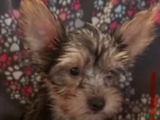 Yorkshire Terrier dogs for sale: Jan Female - Ad 3