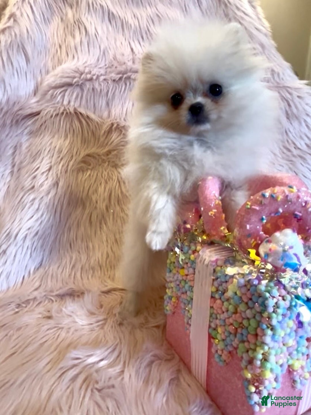 Pomeranian dogs for sale: Lynette AKC Registered full rights  - Ad 11